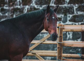 Gamle Oslo: Utforsk Skjulte Skatter Og Historiske Perler Nå