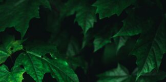 Ups Oslo: Oppdag Hemmelighetene Bak Byens Beste Leveranser