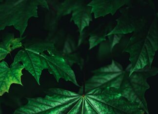 Ups Oslo: Oppdag Hemmelighetene Bak Byens Beste Leveranser