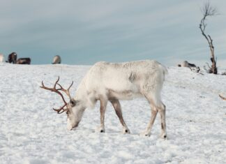 Vinterferie 2025 Oslo: Oppdag De Beste Aktivitetene Og Skjulte Perler