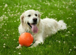 Oslo Universitetssykehus HF Rikshospitalet: Hva Tilbyr De?