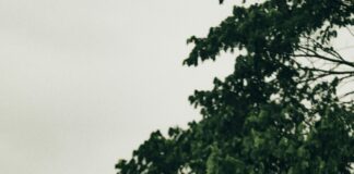 Power Oslo: Oppdag Hemmelighetene Bak Byens Energi og Kraft