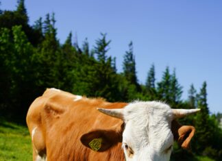 Bavaria Oslo: Oppdag De Skjulte Perlene Og Unike Opplevelsene