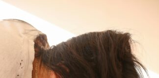 Bi Oslo: Oppdag Hemmelighetene Bak Bærekraftig Innovasjon