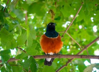 Blå Oslo: Oppdag Byens Mest Fascinerende Kulturperle Nå!
