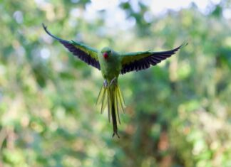 Fly Oslo London: Oppdag Hemmelighetene Bak Billige Flybilletter!