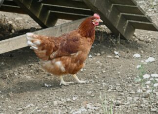 Luke Combs Oslo: Hvorfor Byen Elsker Country-Stjernen Så Mye?