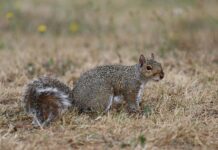 Den Glade Gris Oslo: Oppdag Byens Beste Matopplevelse Nå!